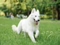 German Shepherd Dog - white