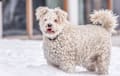 pumi -white