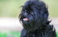 Affenpinscher - black