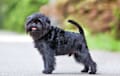 Affenpinscher - black