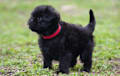 Affenpinscher - black