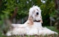 Afghan Hound - cream