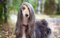 Afghan Hound - domino
