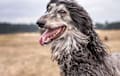 Afghan Hound - domino