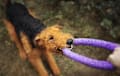 Airedale Terrier - black and tan
