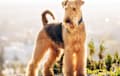 Airedale Terrier - Grizzle and tan