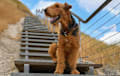Airedale Terrier - Grizzle and tan