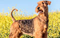Airedale Terrier - Grizzle and tan