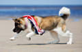 Akita - american sable