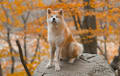 Akita - Japanese red