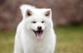 Akita - Japanese white