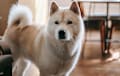 Akita - Japanese white fawn