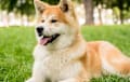 Akita - Japanese red