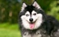 alaskan klee kai - black and white