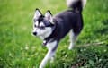 alaskan klee kai - black and white