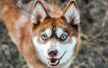 alaskan klee kai - red