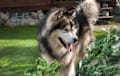 Alaskan Malamute - Agouti and white