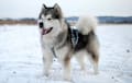 Alaskan Malamute - Gray and white