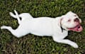 American Bulldog - white