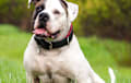 American Bulldog - White and brindle 