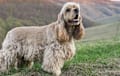 american cocker spaniel - fawn