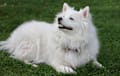 American Eskimo Dog - white