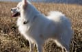 American Eskimo Dog - white