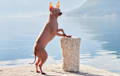 American Hairless Terrier - chocolate