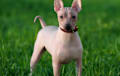American Hairless Terrier - white