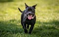 American Pit Bull Terrier - black