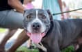 American Pit Bull Terrier - gray and white