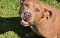 American Pit Bull Terrier - brown