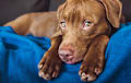American Pit Bull Terrier - chocolate
