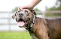 American Pit Bull Terrier - chocolate blue