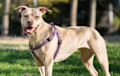 American Pit Bull Terrier - fawn