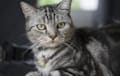 American Shorthair - black and white