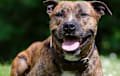 American Staffordshire Terrier - Brindle