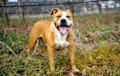 American Staffordshire Terrier - Fawn sable and white