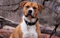 American Staffordshire Terrier - Red sable and white