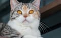 American Wirehair - gray and white