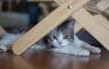 American Wirehair - gray and white
