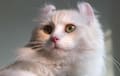 American Curl - cream