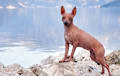 American Hairless Terrier - chocolate