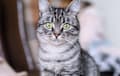 American Shorthair - black and white