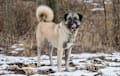 Anatolian Shepherd - fawn