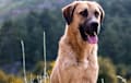 Anatolian Shepherd - red fawn