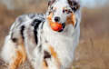 Australian Shepherd - Blue merle
