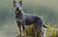 Australian Cattle Dog - blue
