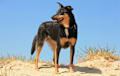 Australian Kelpie - Black and tan