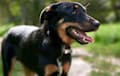 Australian Kelpie - Black and tan